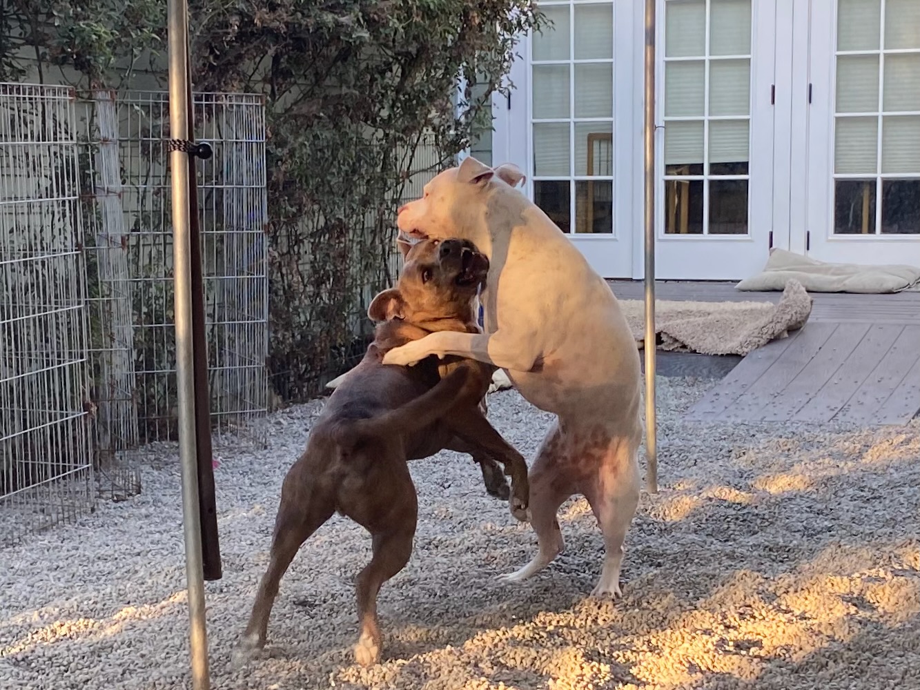 Mac playing with Evan during a boarding stay